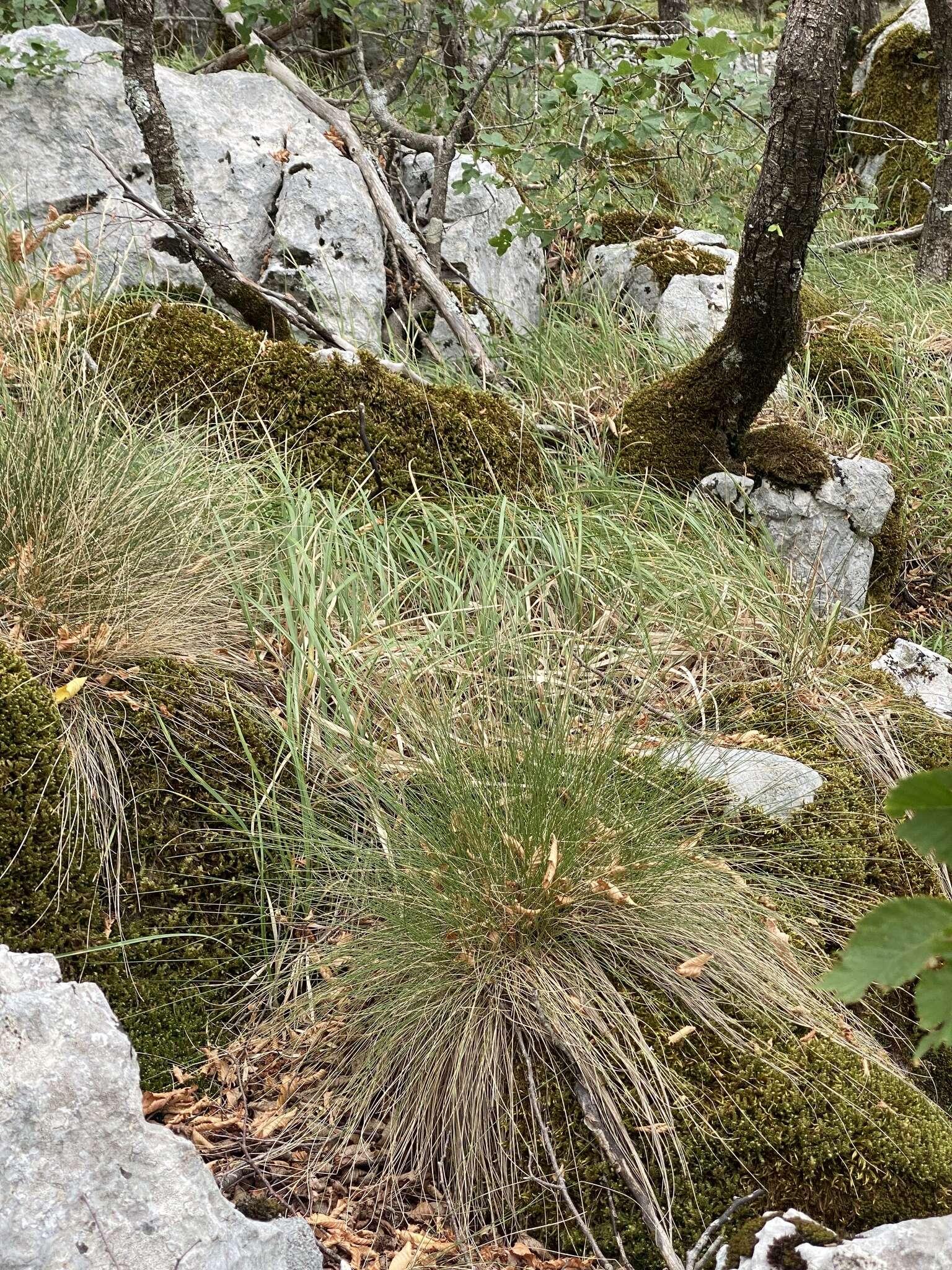 Image of Festuca bosniaca Kumm. & Sendtn.