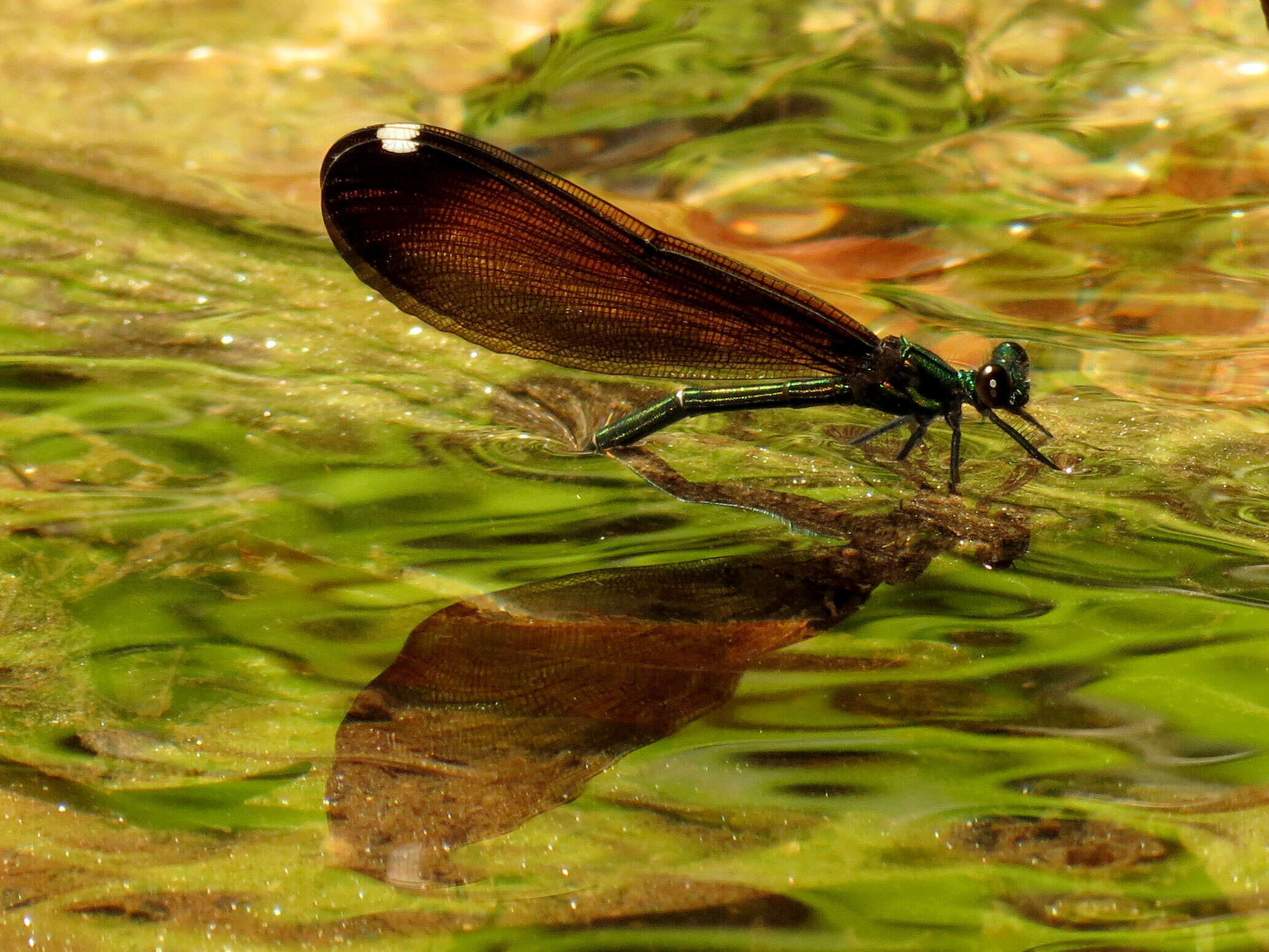 Image of Ebony Jewelwing