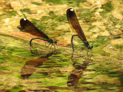 Image of Ebony Jewelwing