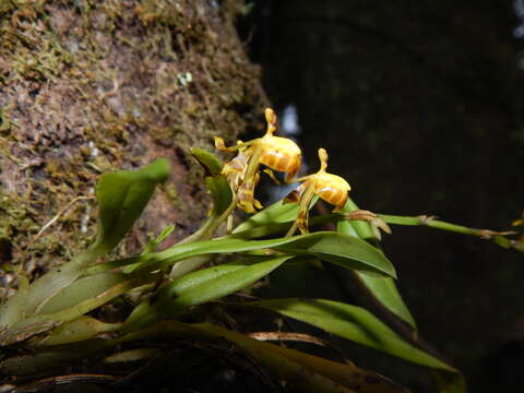 Image of winged-lady orchid