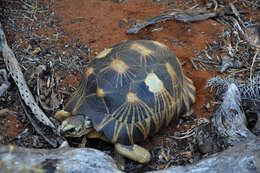 Imagem de Astrochelys radiata (Shaw 1802)