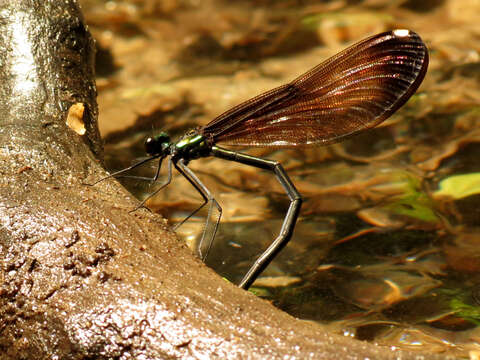 Image of Ebony Jewelwing