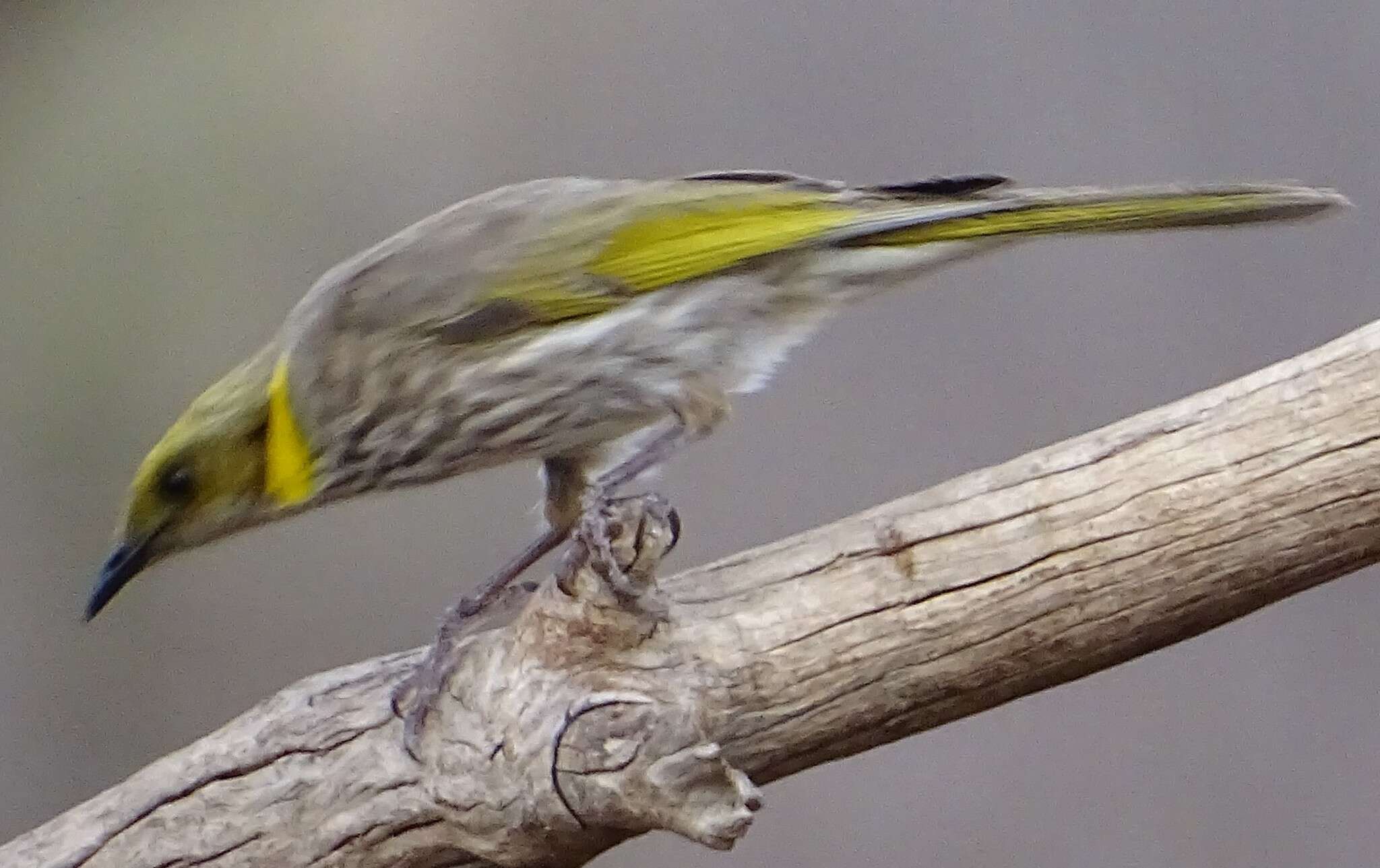 Image of Yellow-plumed Honeyeater