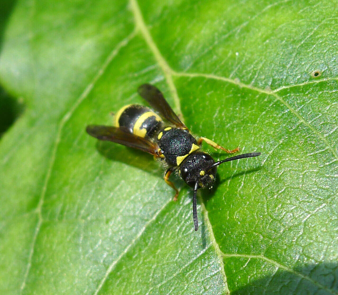 Image of Ancistrocerus gazella (Panzer 1798)