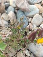 Image de Corydalis impatiens (Pall.) Fisch. ex DC.