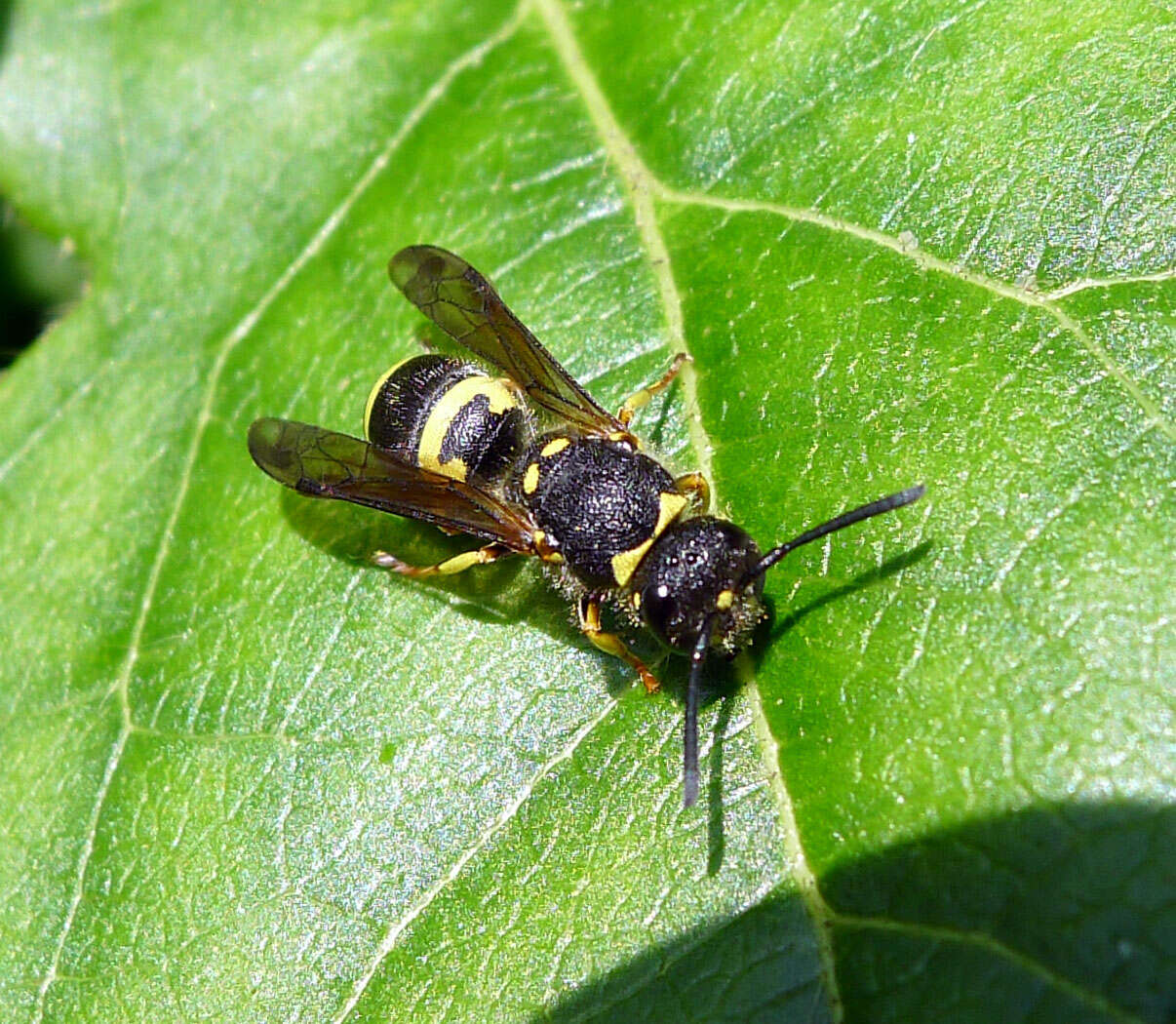 Image of Ancistrocerus gazella (Panzer 1798)