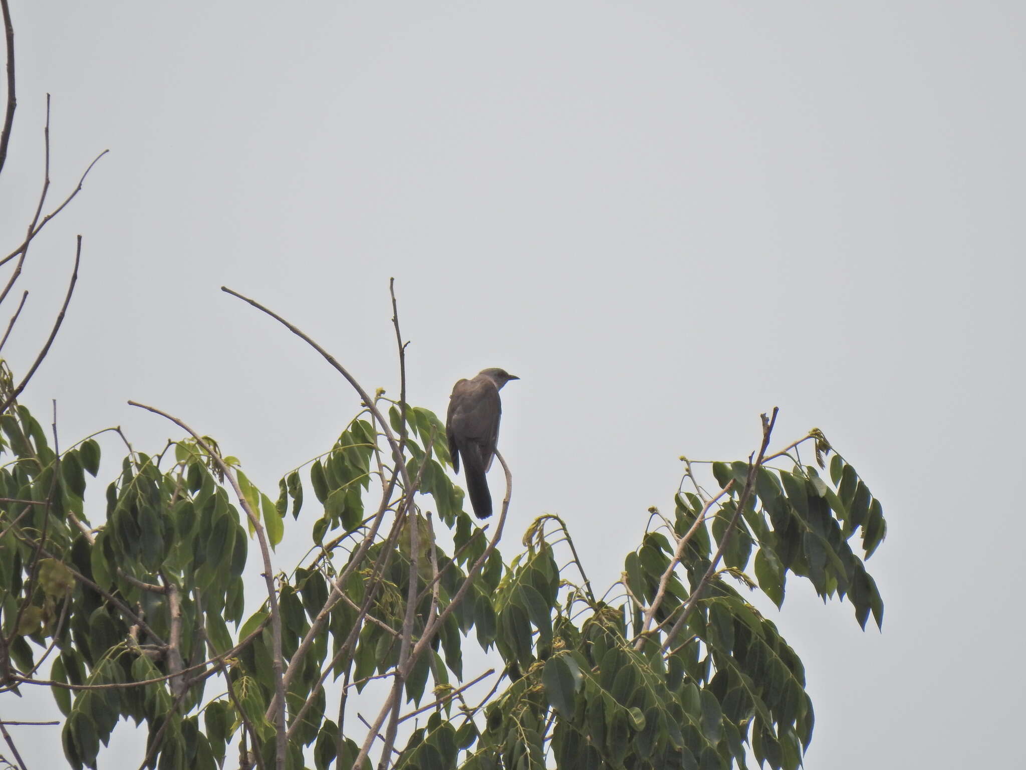 Image of Plaintive Cuckoo