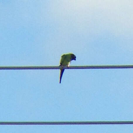 Image of Nanday Parakeet