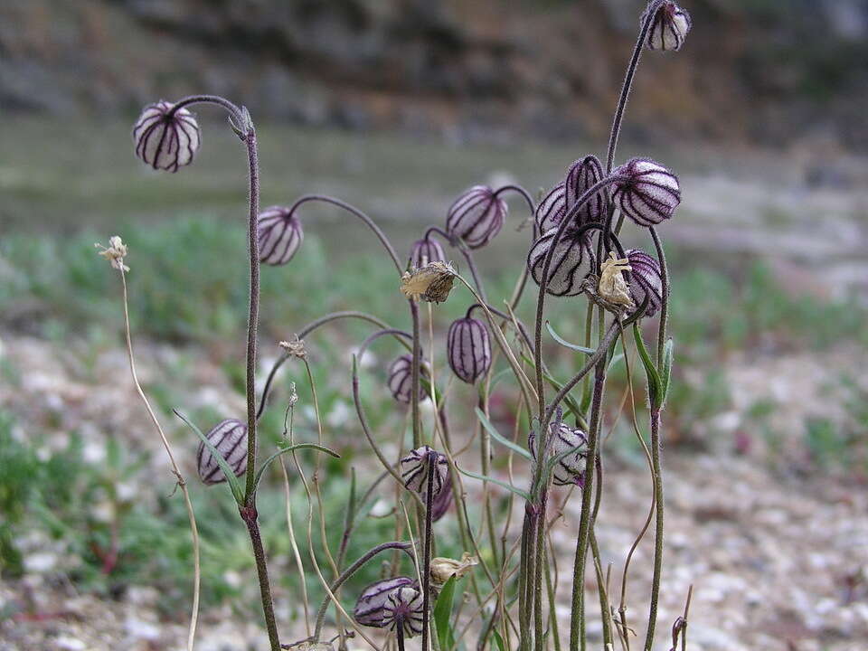 Image of apetalous catchfly