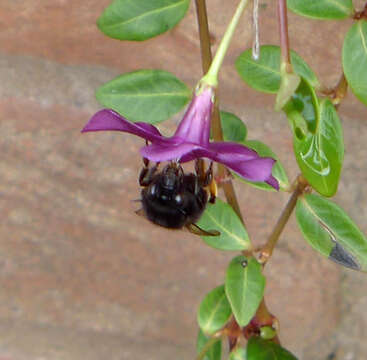 Image of Anthophora plumipes (Pallas 1772)