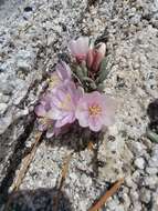 Image of Yosemite bitterroot