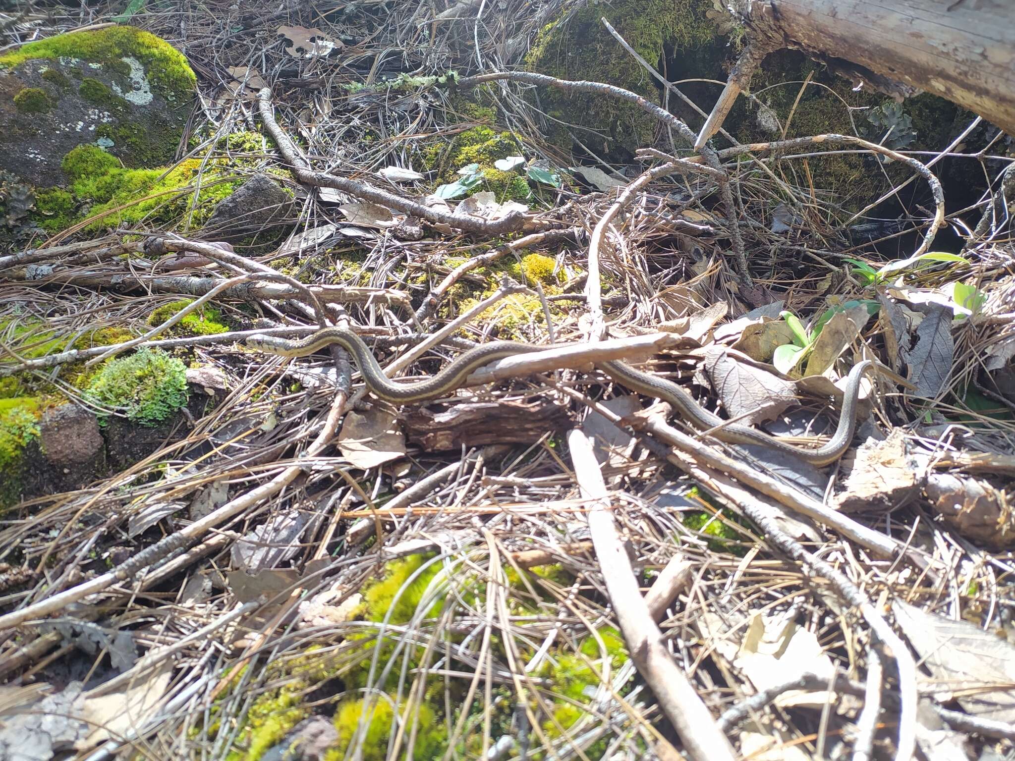 Image of Thamnophis errans H. M. Smith 1942