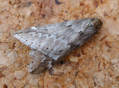 Image of march moth