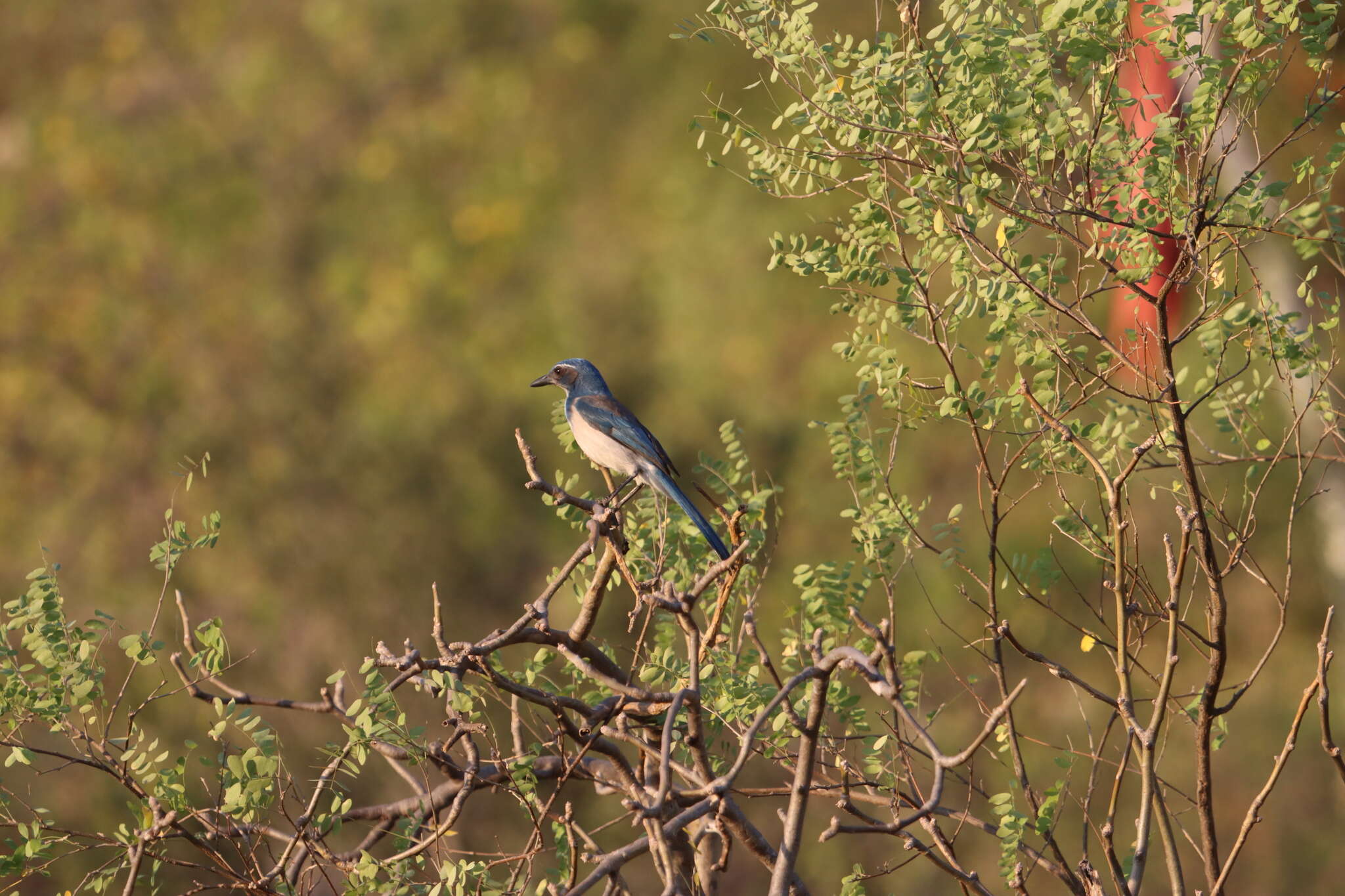 صورة Aphelocoma californica hypoleuca Ridgway 1887