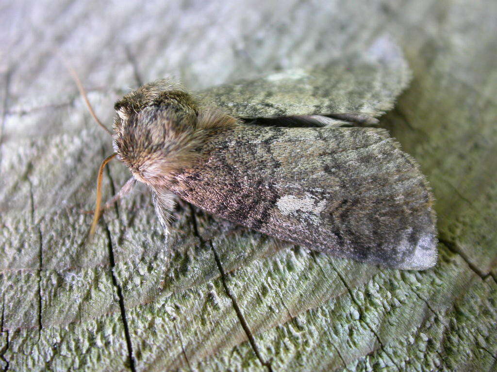 Image of poplar lutestring