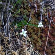 Image of Arenaria lycopodioides Willd. ex Schltdl.