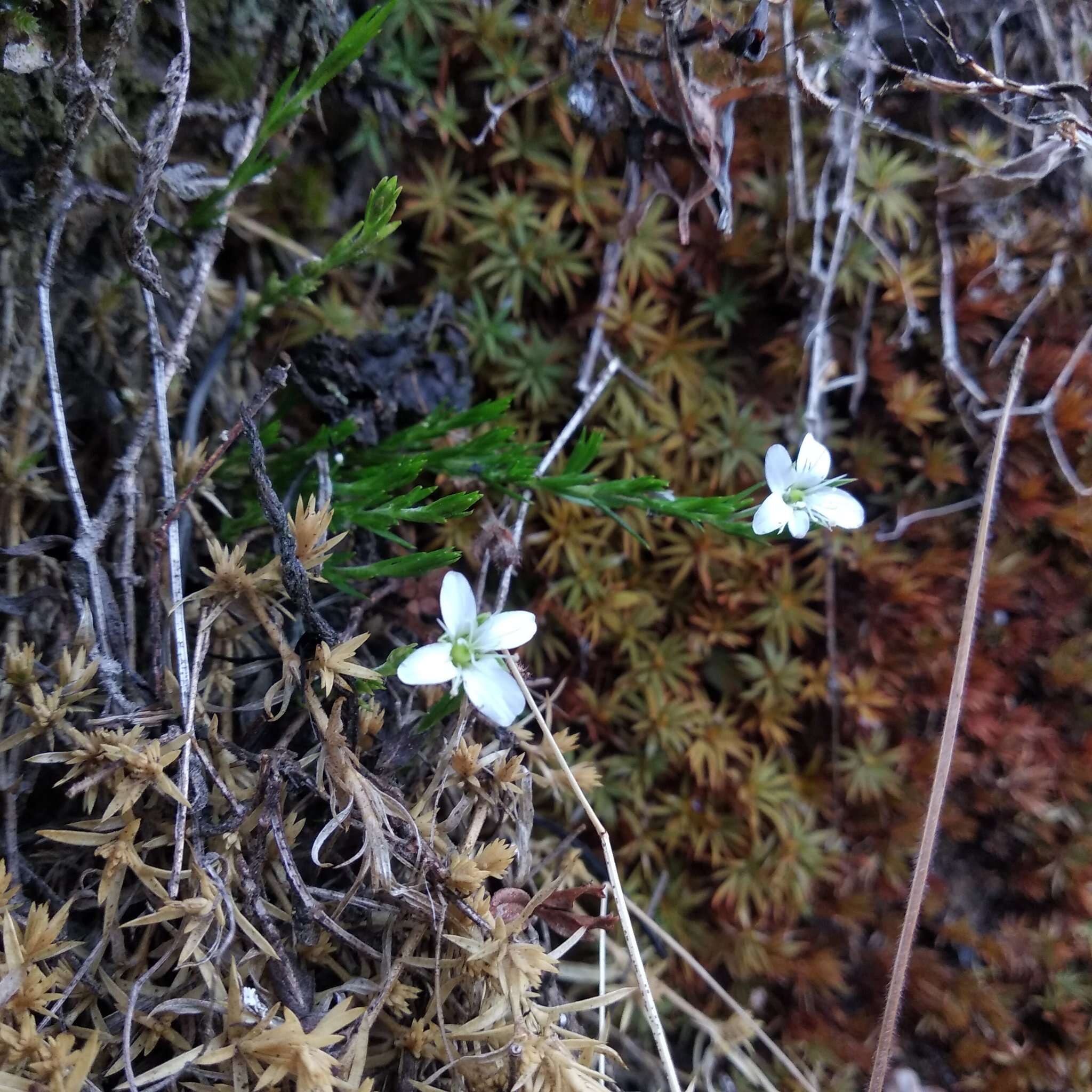 Слика од Arenaria lycopodioides Willd. ex Schltdl.