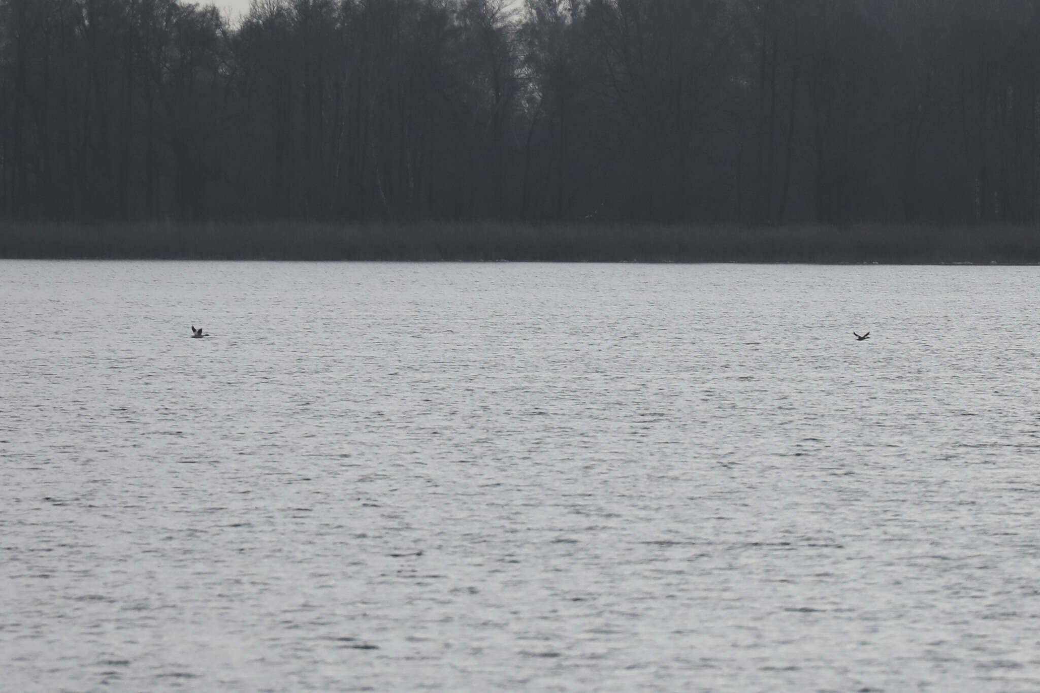 Image of Mergus merganser merganser Linnaeus 1758