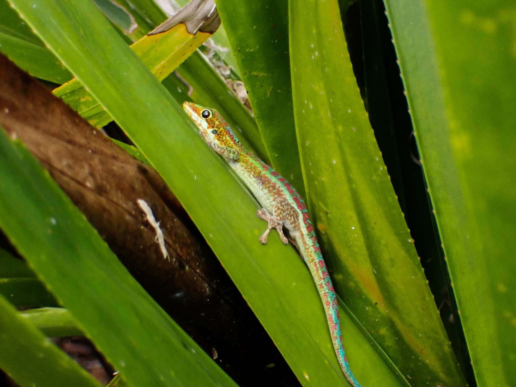 Image of Reunion Island day gecko