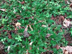 Selaginella convoluta (Arn.) Spring的图像