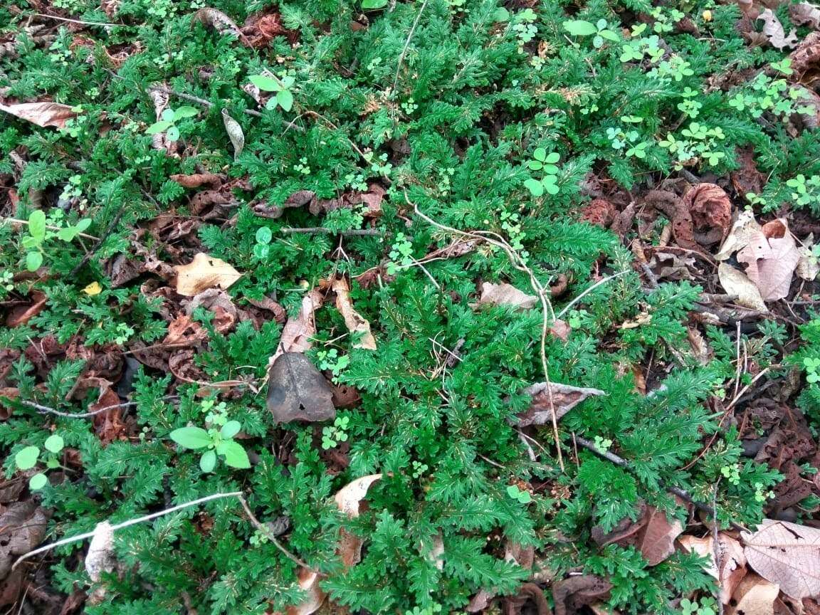 Image de Selaginella convoluta (Arn.) Spring