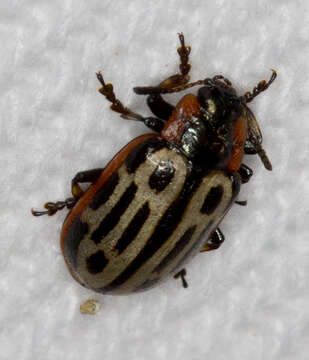 Image of Cottonwood Leaf Beetle