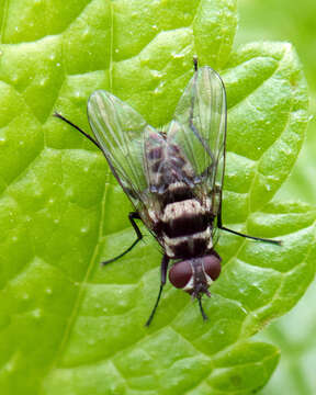 Image de Limnophora obsignata (Rondani 1866)