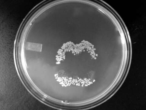 Image of Bacteria