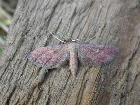 Image of Idaea infirmaria Rambur 1833