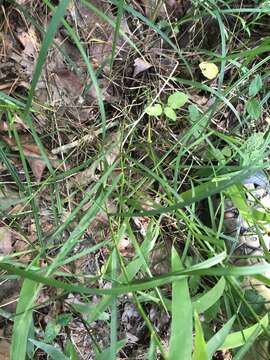 Image of Clustered Fescue