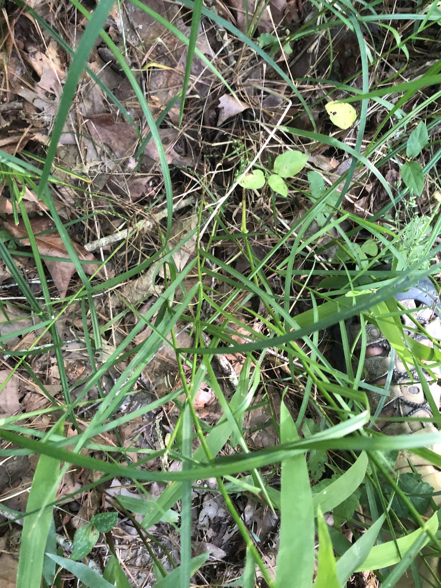 Plancia ëd Festuca paradoxa Desv.