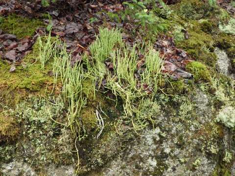 Слика од Cladonia maxima (Asahina) Ahti