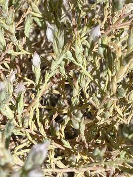 Image of Tecopa Salt-Bird's-Beak