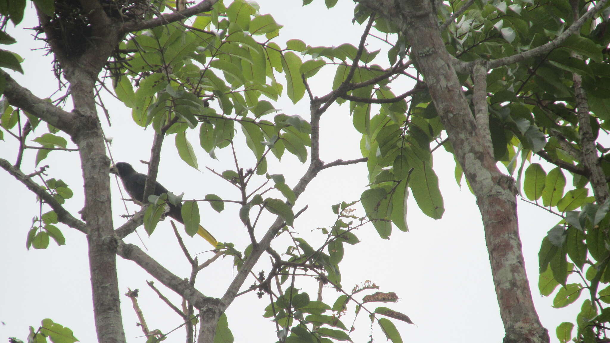 Image of Crested Oropendola