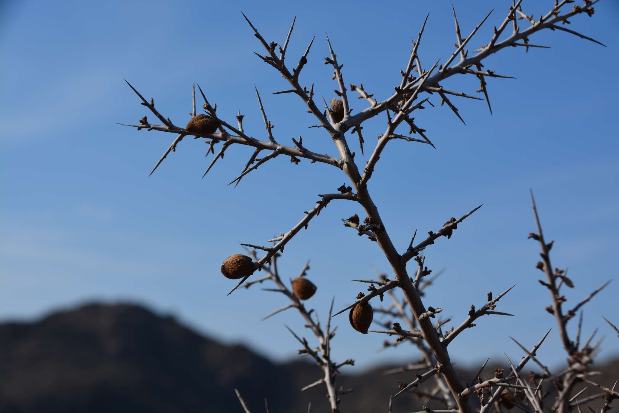 Imagem de Prunus spinosissima (A. Bunge) Franch.