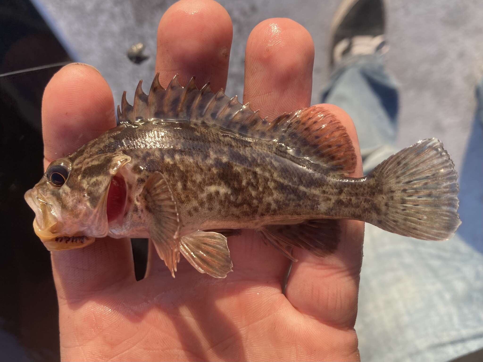 Image of Grass rockfish