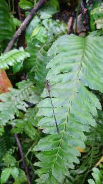 Image of Hymenasplenium pseudobscurum Viane