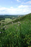 Image of Valeriana grossheimii Vorosh.