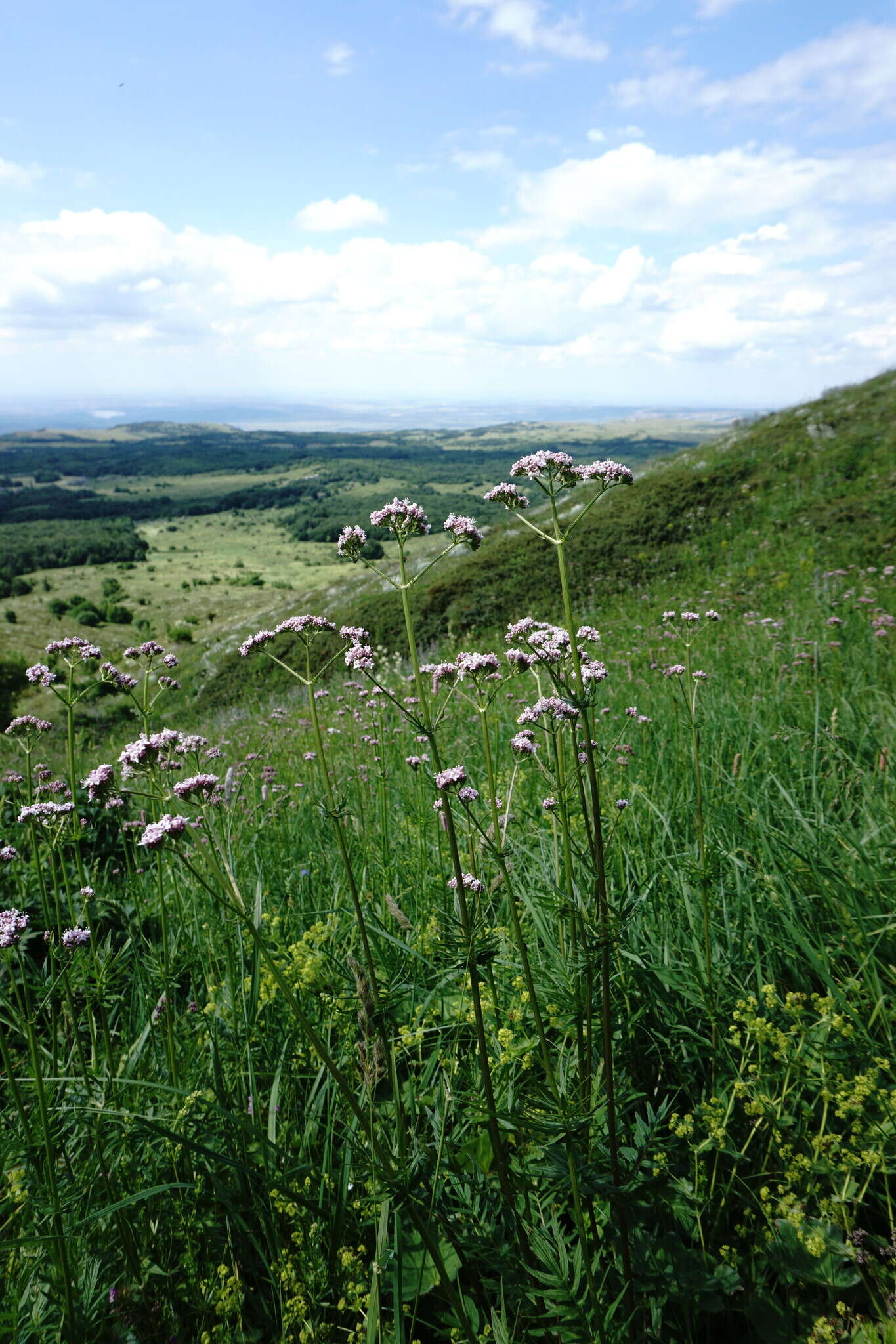 Image of Valeriana grossheimii Vorosh.