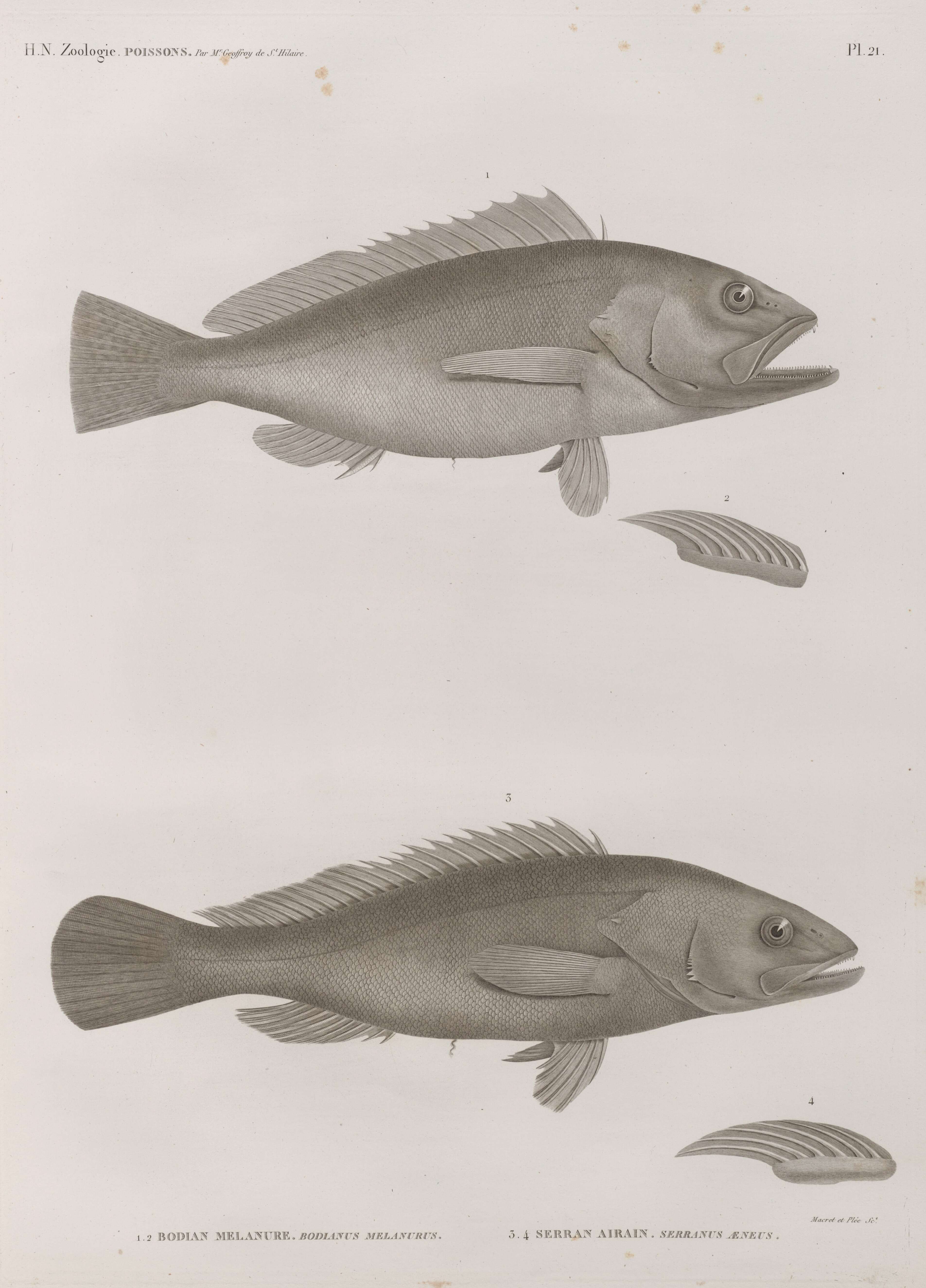 Imagem de Epinephelus aeneus (Geoffroy Saint-Hilaire 1817)