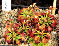 Image of Drosera kaieteurensis Brumm.-Ding.