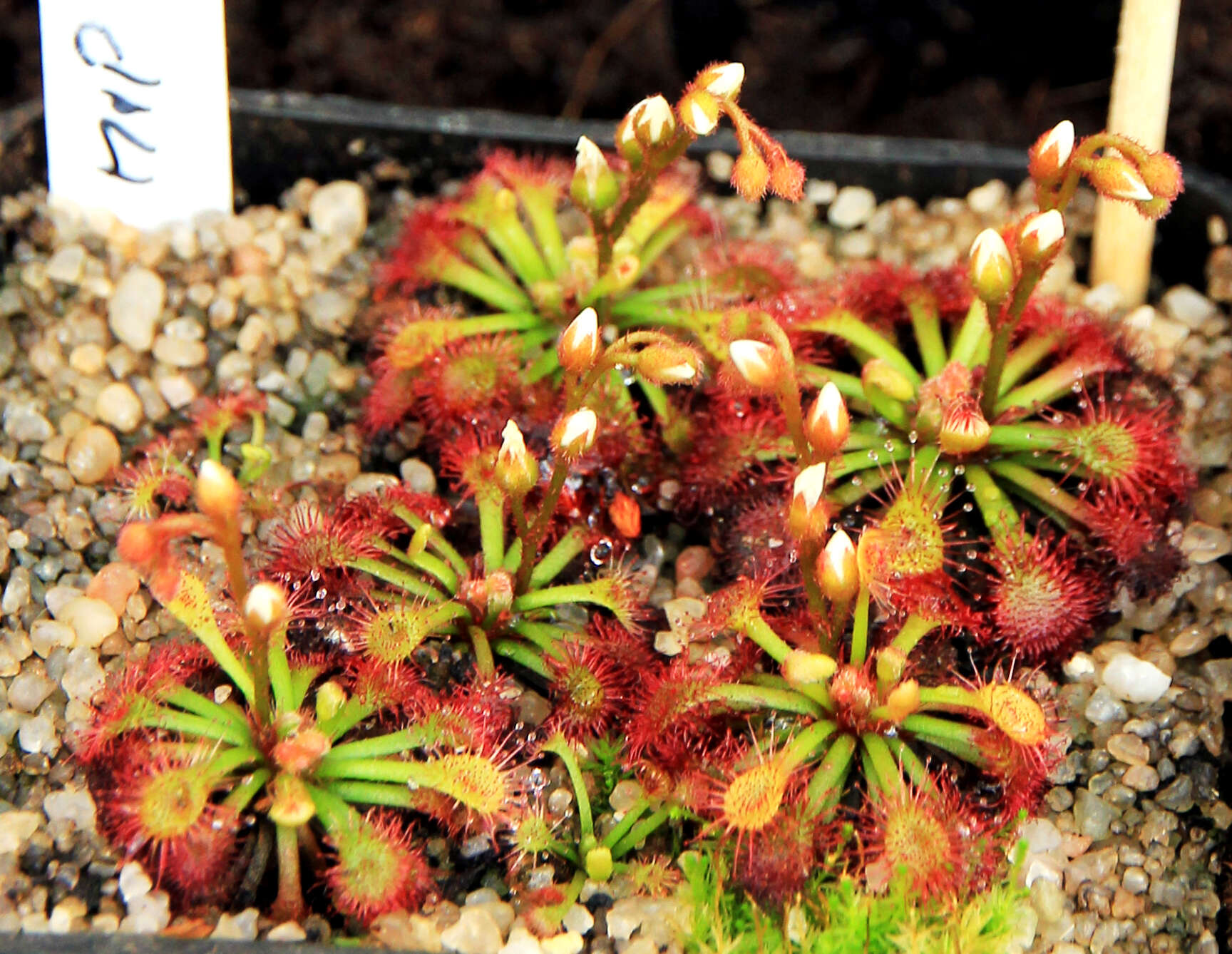 Image of Drosera kaieteurensis Brumm.-Ding.