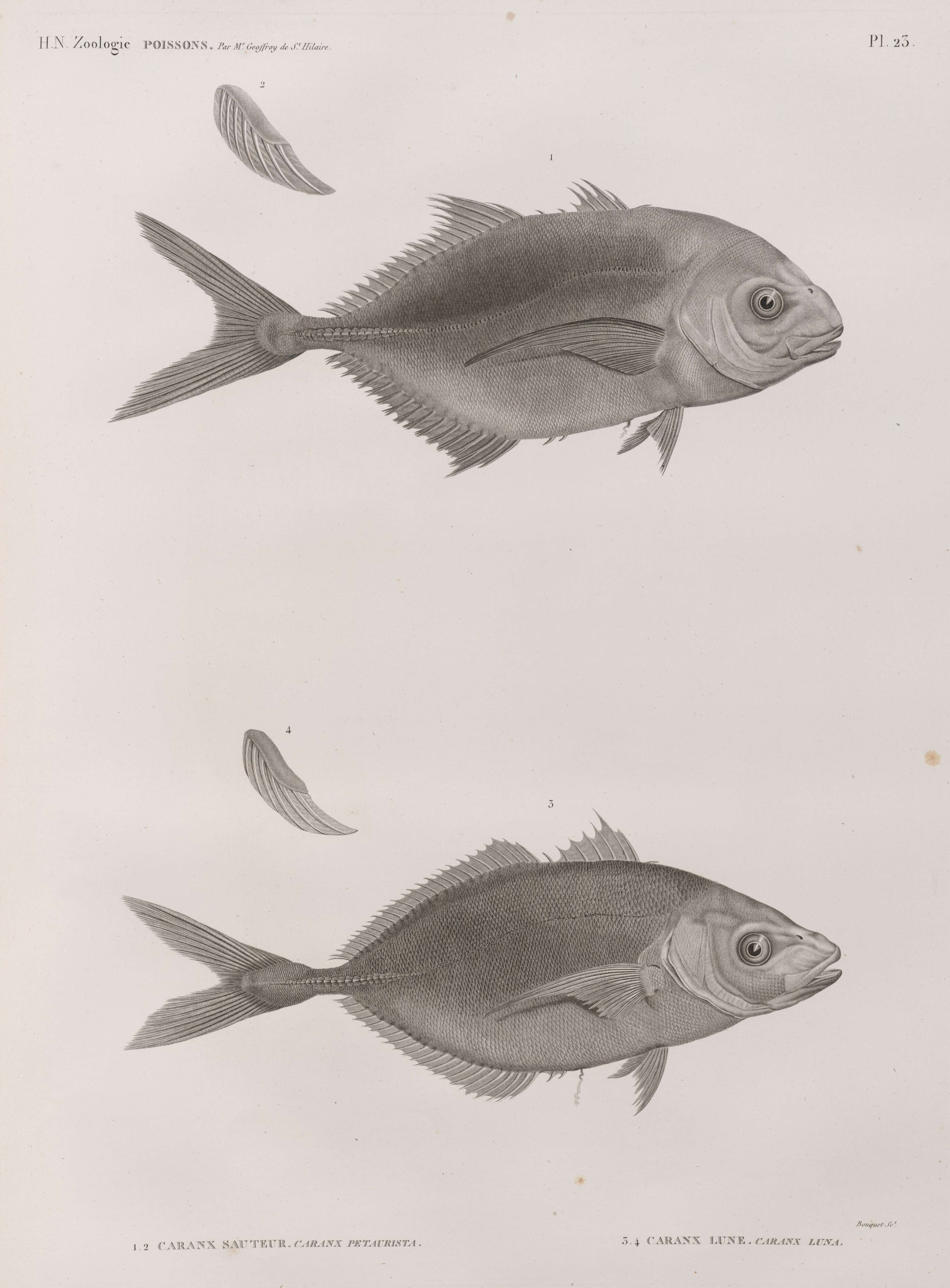 Image of Pseudocaranx