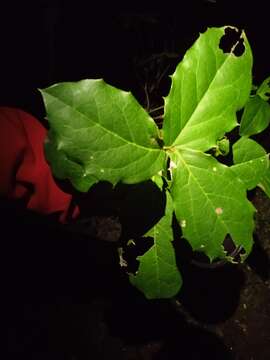 Image of Citronella gongonha (Mart.) R. A. Howard