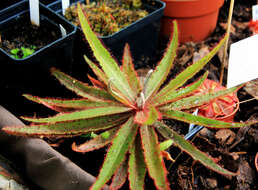 Image of Drosera adelae F. Muell.