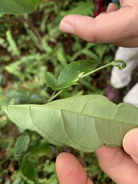 Image of Itea parviflora Hemsl.