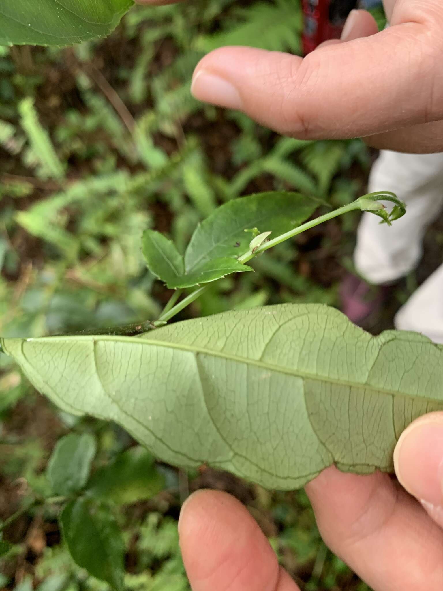 Image of Itea parviflora Hemsl.