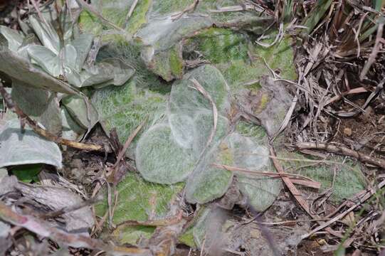 Image of Helichrysum adenocarpum DC.