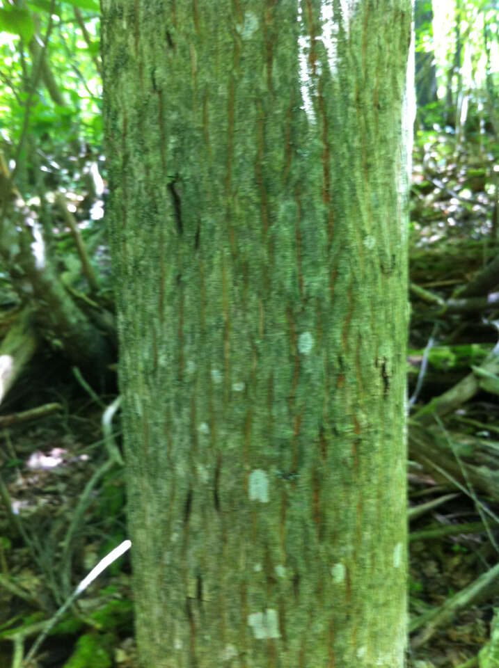 Image of bitternut hickory