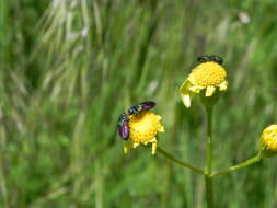 Anthaxia bicolor Falderman 1835 resmi